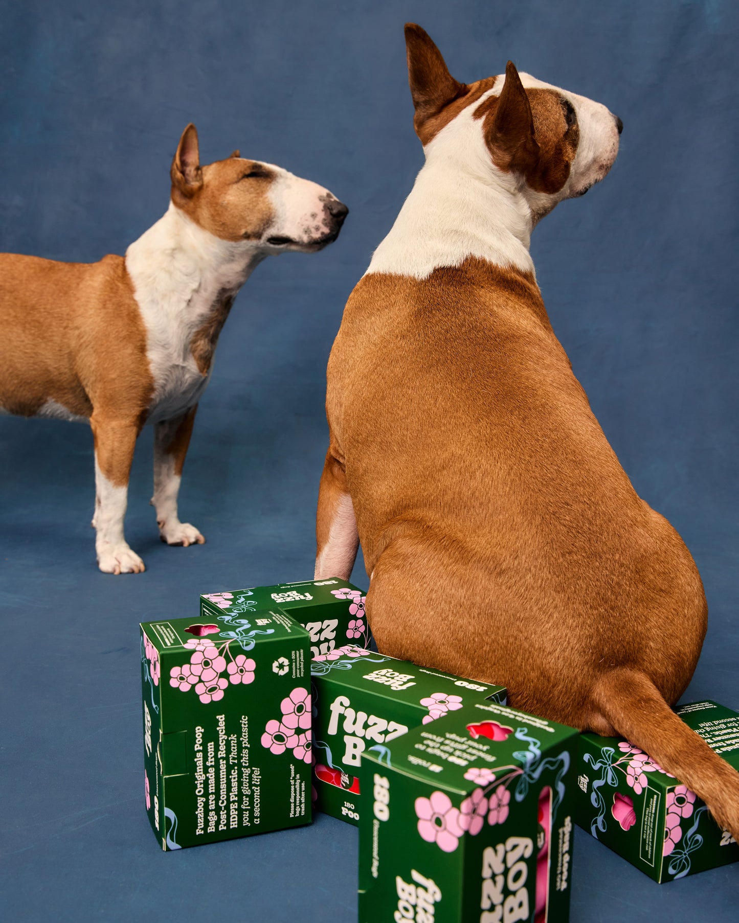 Two mini bull terriers sitting among 5 boxes of Fuzzboy poop bags.