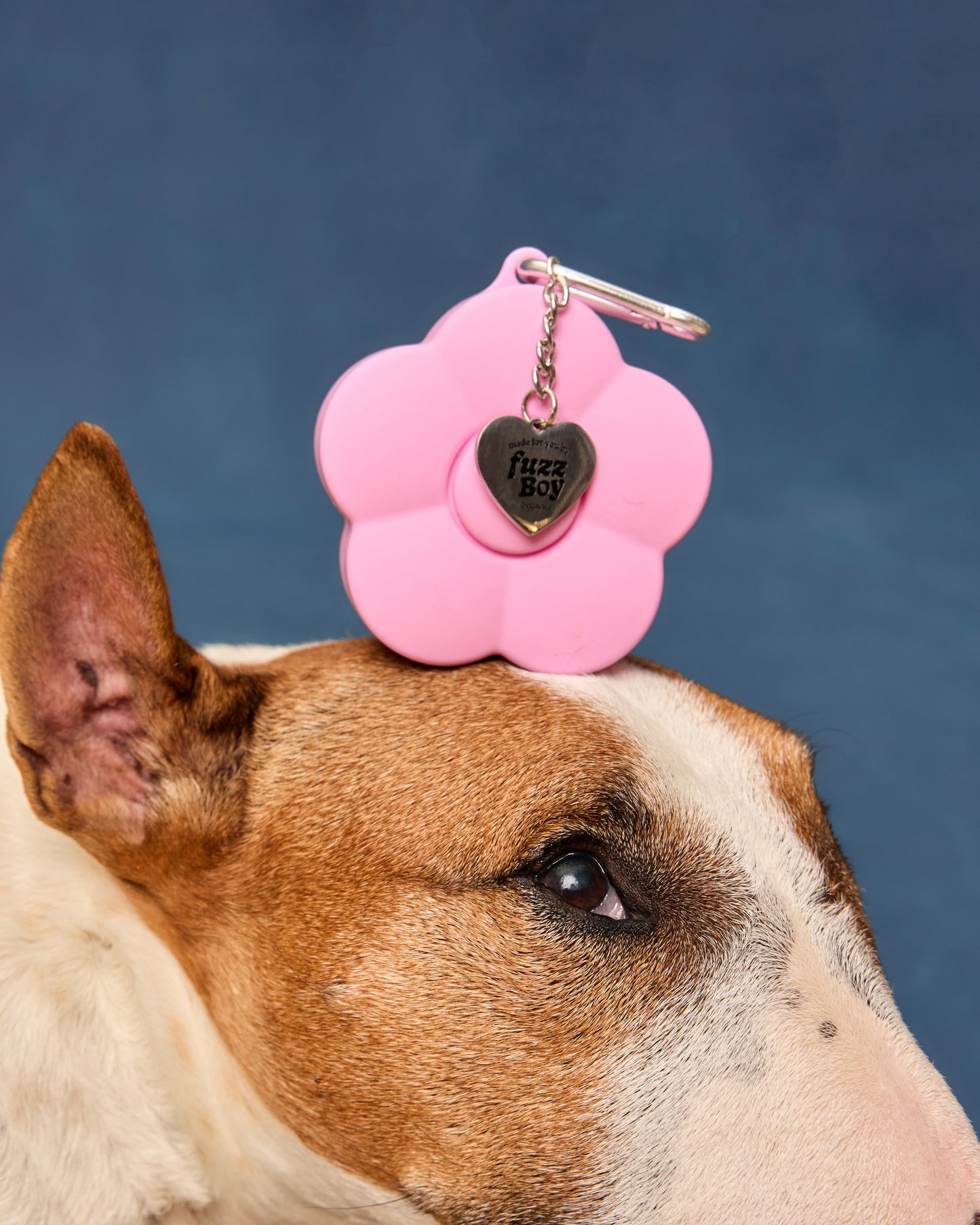 Mini bull terrier balancing the pink flower-shaped treat pouch on his head, posing in front of a blue background.