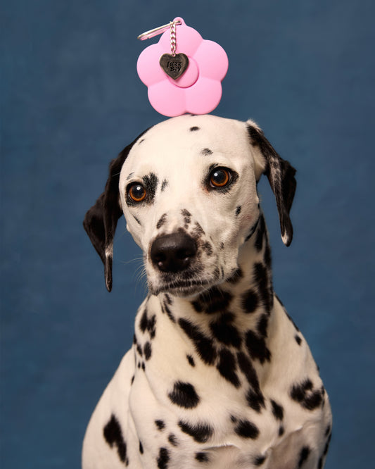Dalmatian with the pink flower-shaped treat pouch on its head, posing in front of a blue background.
