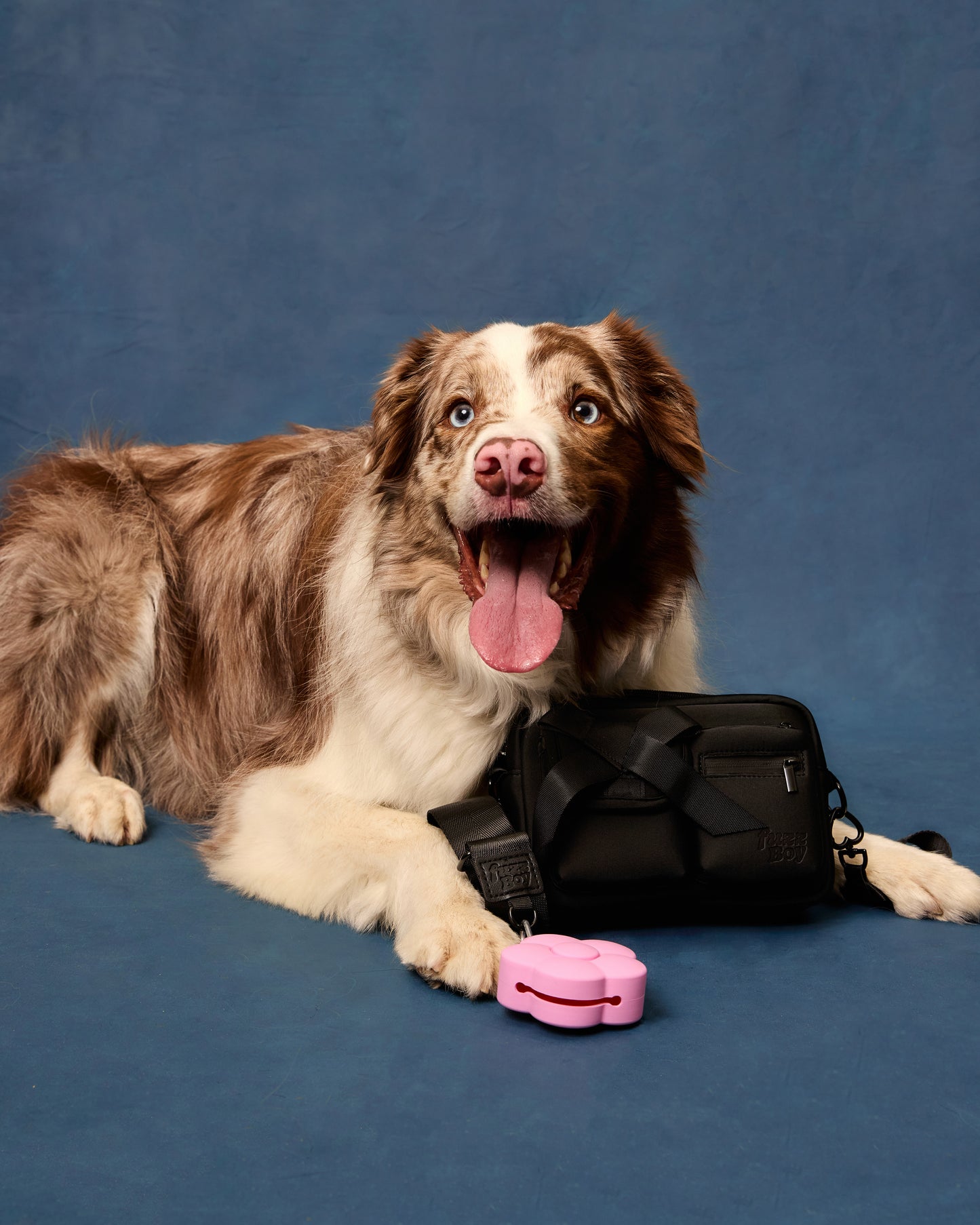 Border collie posing with the black walking bag on a blue background.