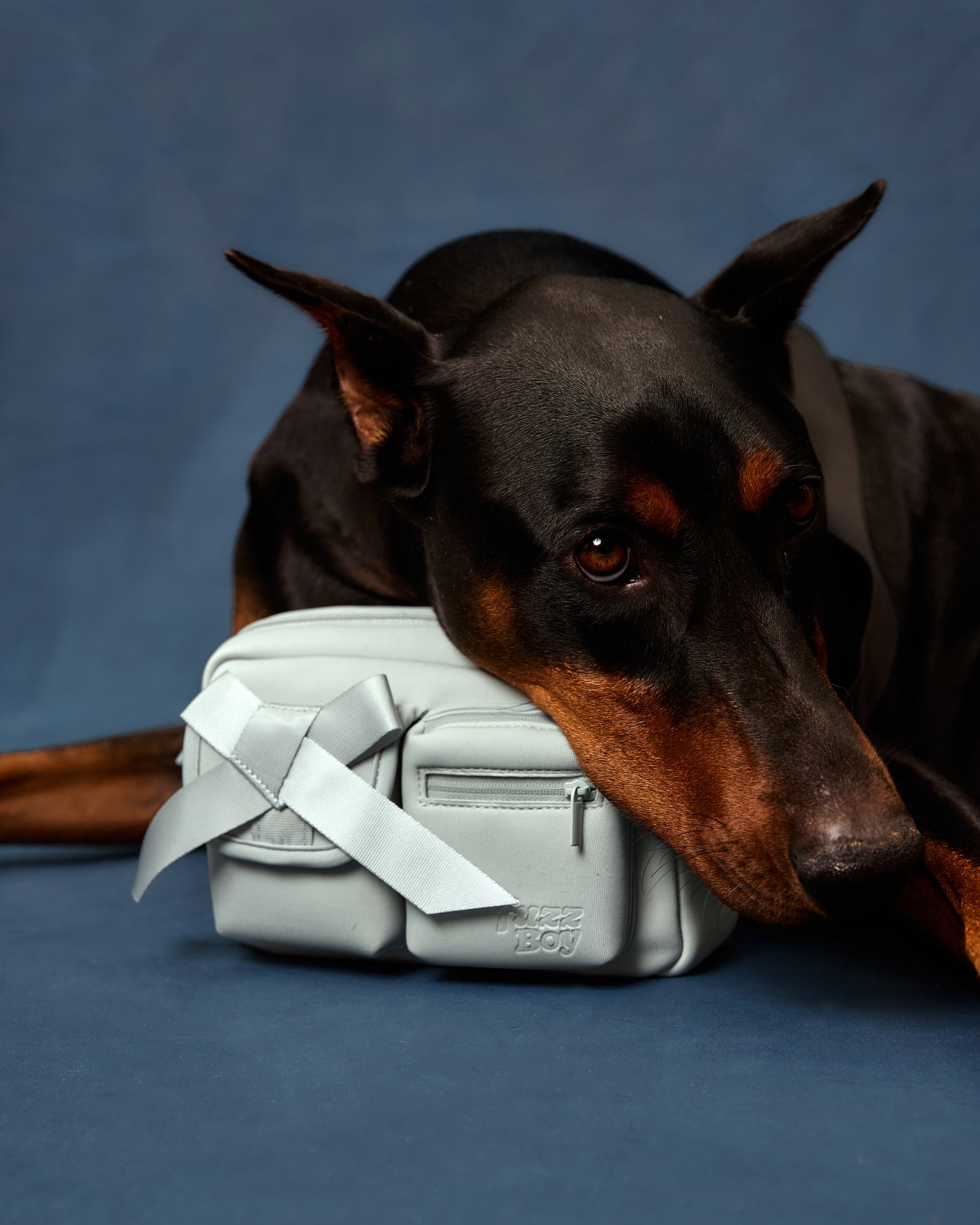 Doberman resting on the light blue walking bag.