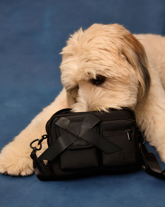 Aussie/wheaten terrier mix sticks snoot into top of black walking bag.