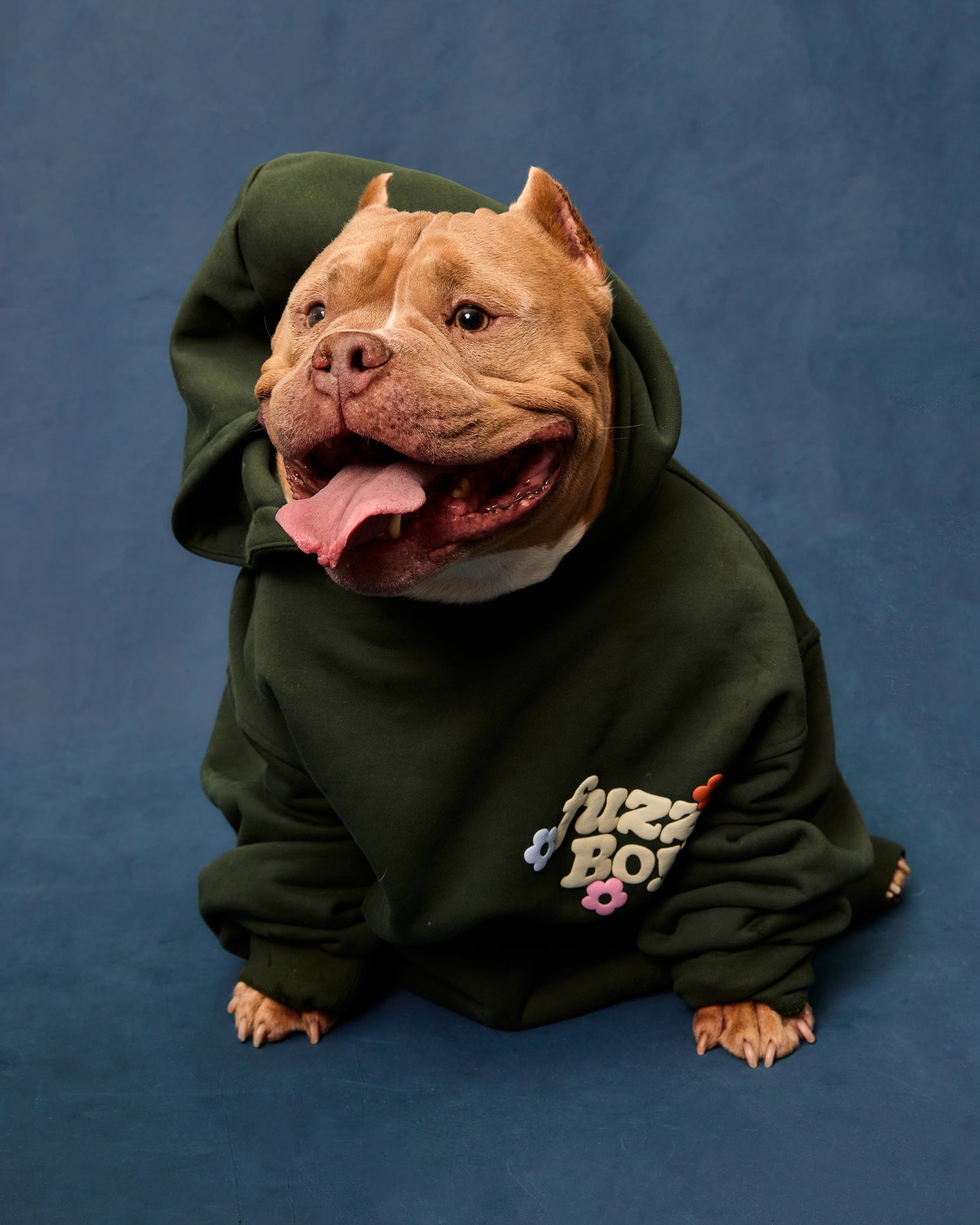 American staffordshire terrier wearing the forest green hoodie on a blue background.