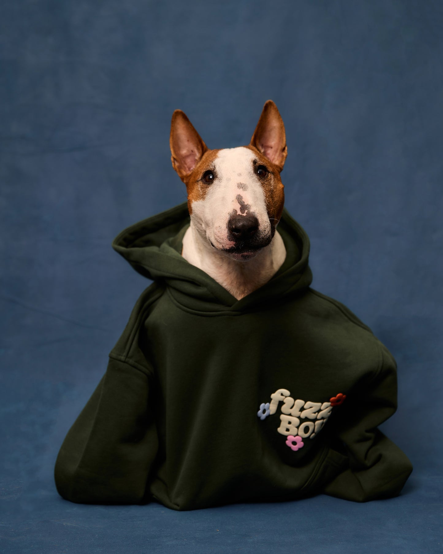 Mini bull terrier wearing the forest green hoodie, posing on a blue background.