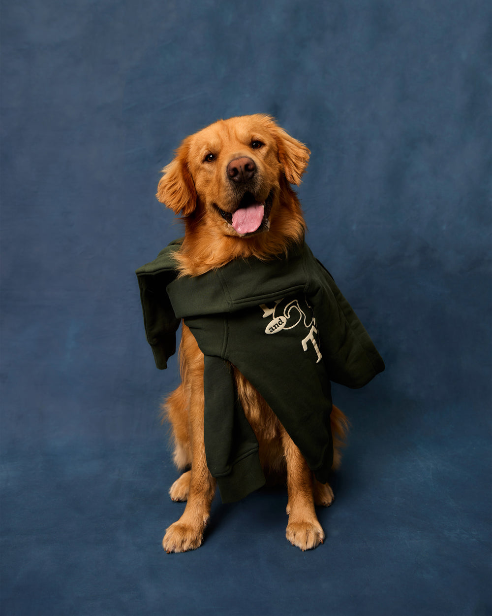 Golden retriever posing in front of a blue background with the forest green hoodie draped around his body.