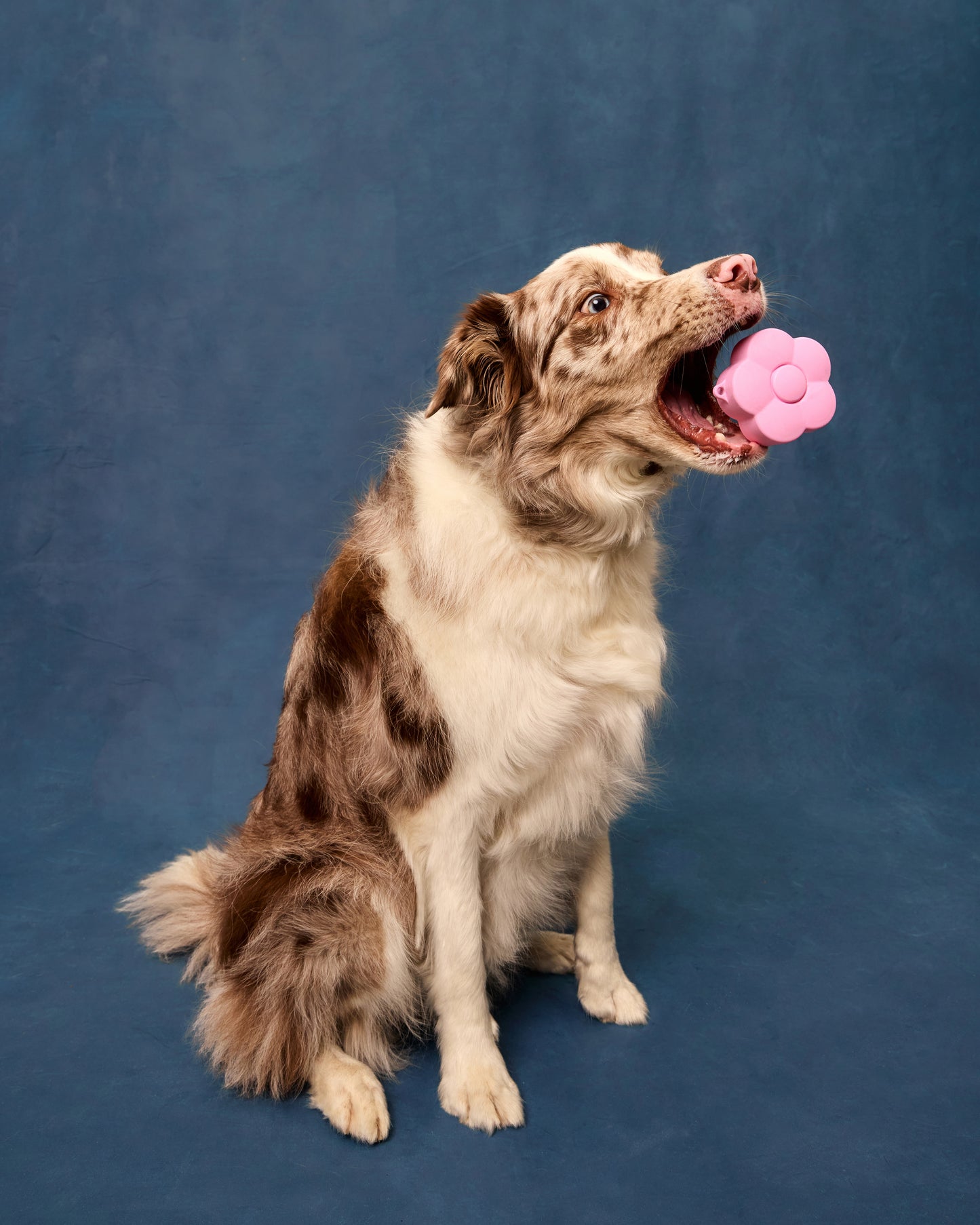 A border collie catching the pink, flower-shaped silicone treat pouch in his mouth. 