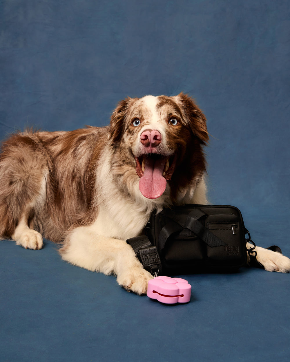 Border collie posing with the black walking bag on a blue background.
