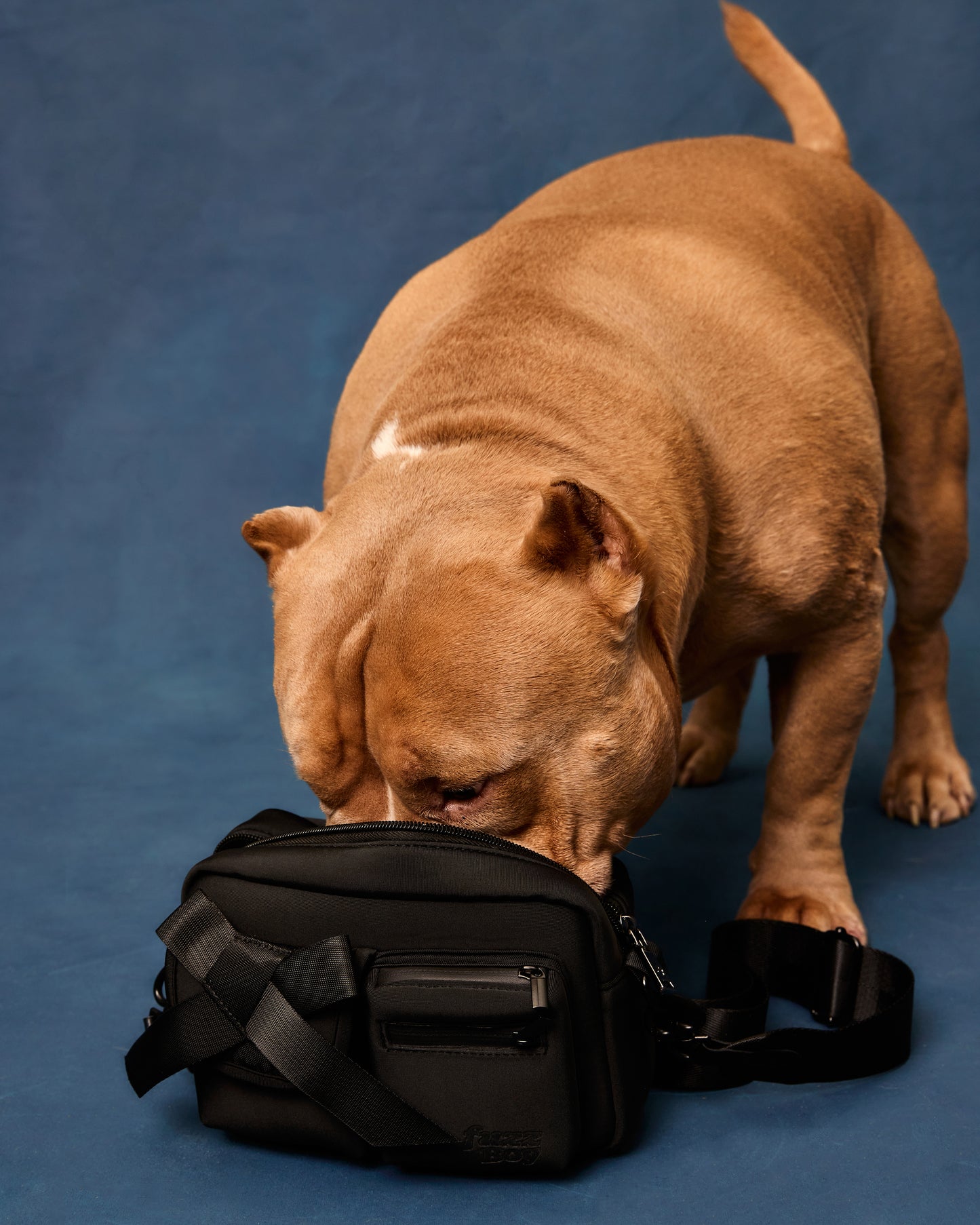 American staffordshire terrier sticking snoot into top of black walking bag.