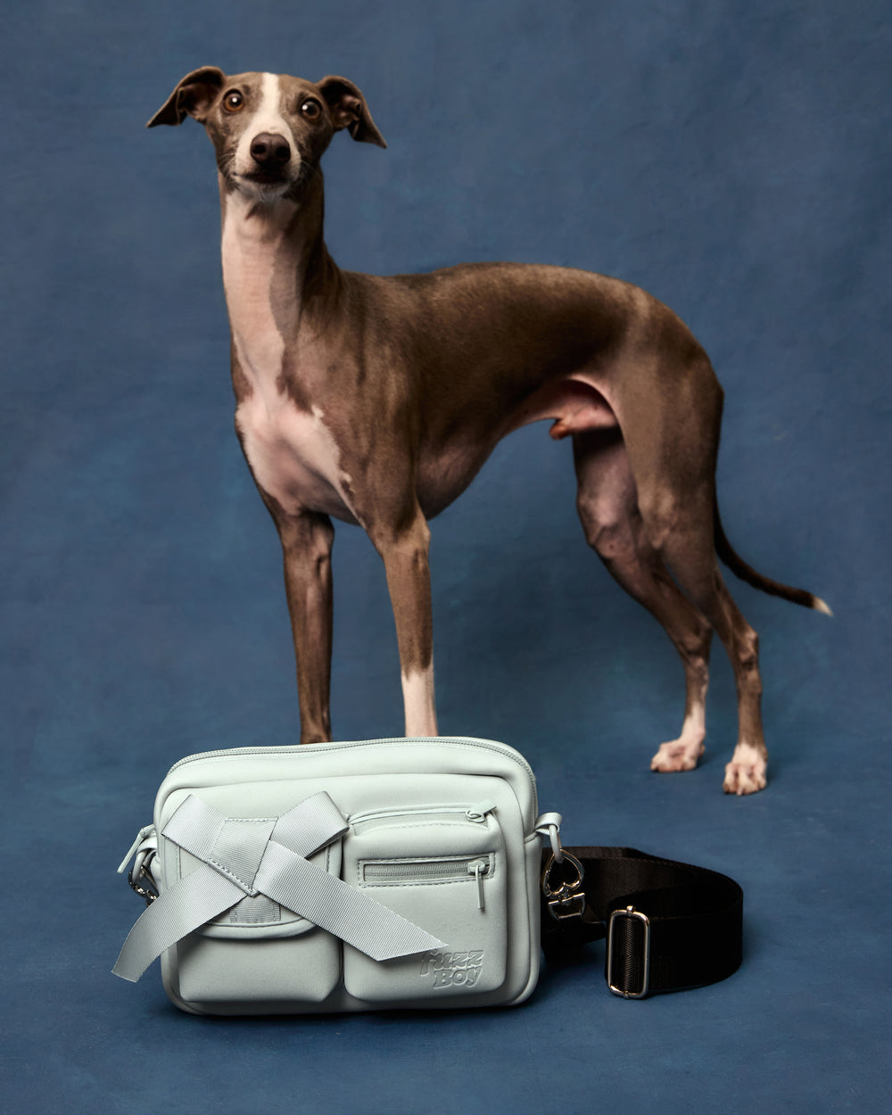 An iggy poses next to the light blue walking bag.