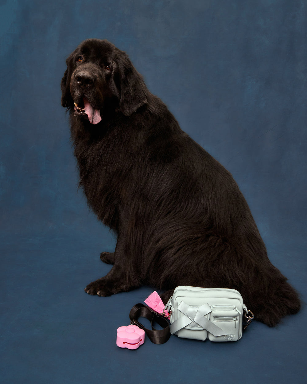 A newfoundland poses alongside the light blue walking bag.